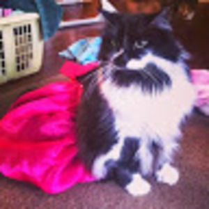 Meet your Posher, Jean